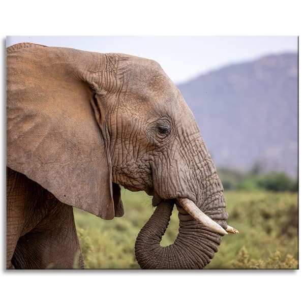 Lærredstryk Dyr Elefant nærbillede 100x80 cm