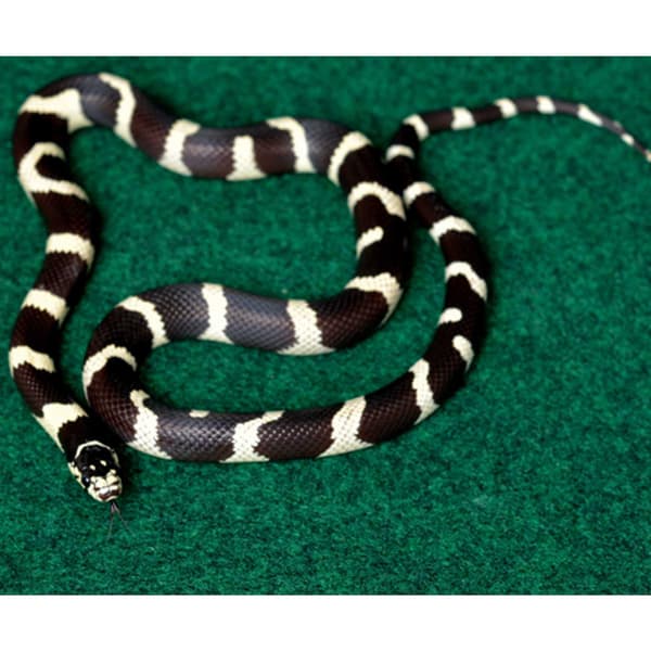 Repti-Zoo Carpet Mat - terrariumsubstrat