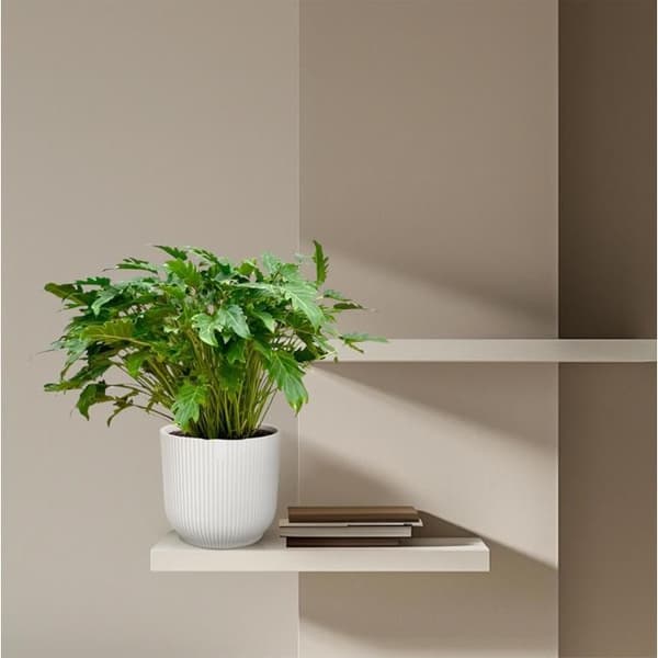 Philodendron Xanadu - Exotisk trädvän - ca 80 cm hög