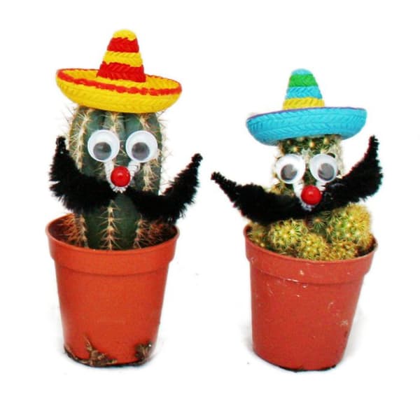 Kaktusar med rolig sombrero
