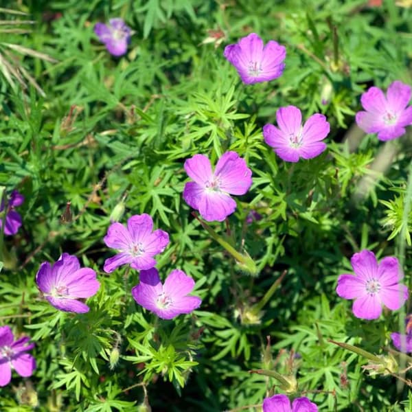Blodgeranium - Blodgeranium - Kruka 9 cm - 10-25 cm - Set med 6 växter