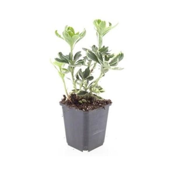 Marktäckare - Pachysandra terminalis 'Variegata' - Kruka 9cm - Set med 6 växter