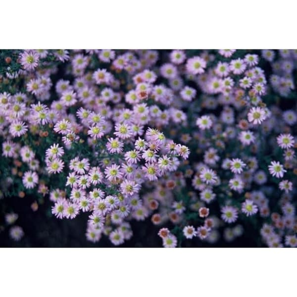 Prydnadsväxt - Vild Aster - Aster ageratioides 'Stardust' - 9cm kruka - Set med 6 växter