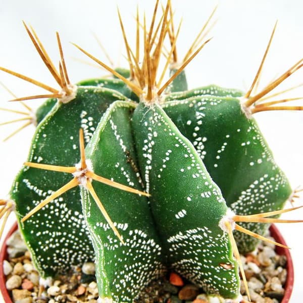 Astrophytum ornatum - Biskopsmössa - i 8,5 cm kruka