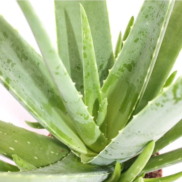 Aloe vera - ca. 4-5 år - 15cm kruka