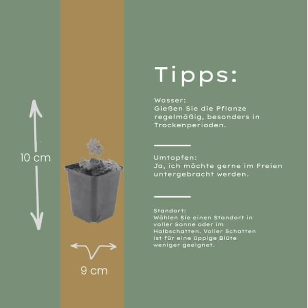 Blodgeranium - Blodgeranium - Kruka 9 cm - 10-25 cm - Set med 6 växter