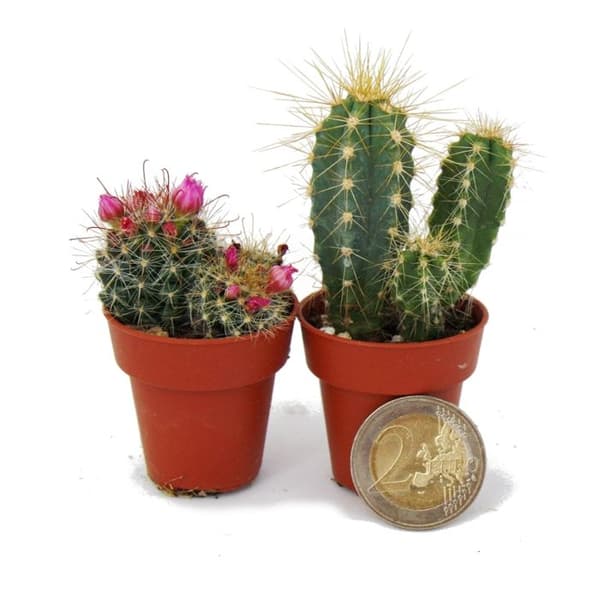 Mini kaktusar och suckulenter - set med 20 växter
