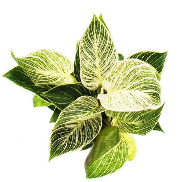 Philodendron White Wave - vitrandig trädvän - 12cm kruka
