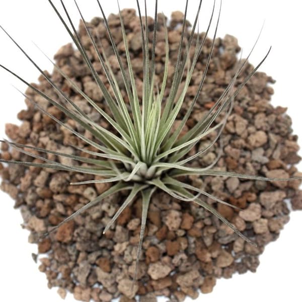 Tillandsia juncea - växt i lösvikt - liten
