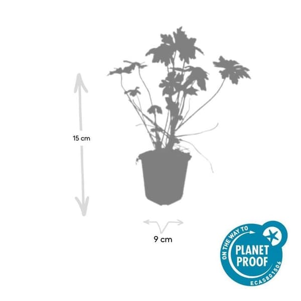 Markskydd - Geranium macrorrhizum - 9 cm kruka - Set med 60 växter