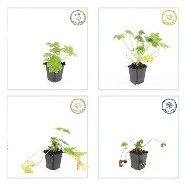 Gräsmatta - Geranium macrorrhizum 'Spessart' - Kruka 9 cm - Set med 12 växter