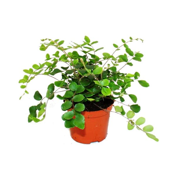 Set med 3 inomhusväxter - typ 2 - 9cm