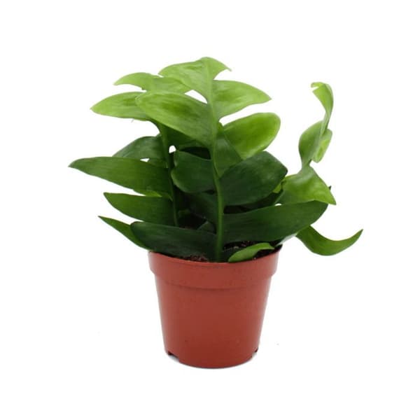 Epiphyllum anguliger chrysocardium - sågbladscactus - 12 cm