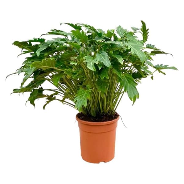 Philodendron Xanadu - Exotisk trädvän - ca 80 cm hög