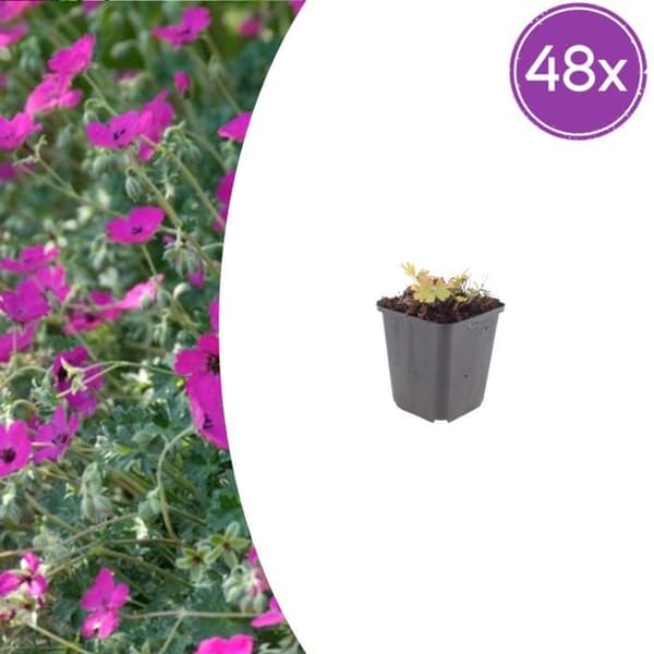 Blodgeranium "Max Frei" - Blodgeranium - 9cm kruka - 10-25cm - Set med 48 växter