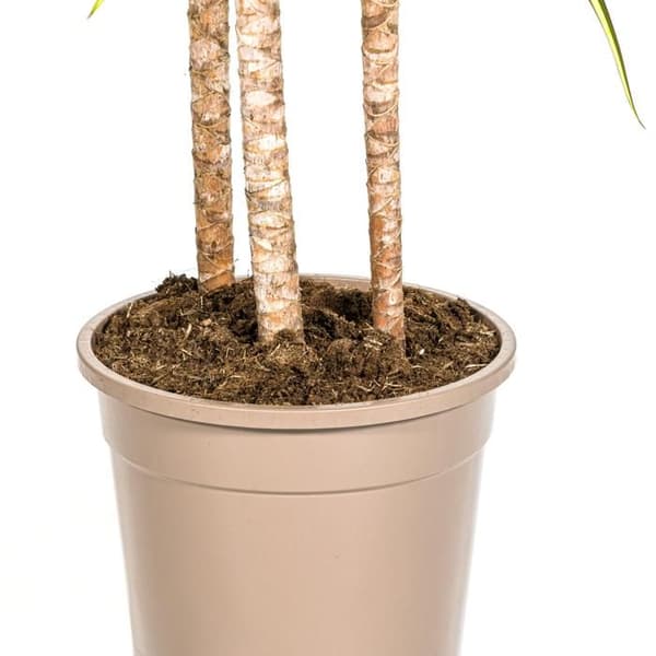 Dracaena marginata "Sunray" - Solstråle - höjd 130-150cm