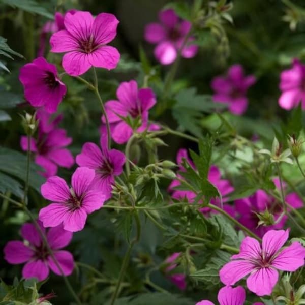 Blodgeranium "Max Frei" - Blodgeranium - 9cm kruka - 10-25cm - Set med 48 växter