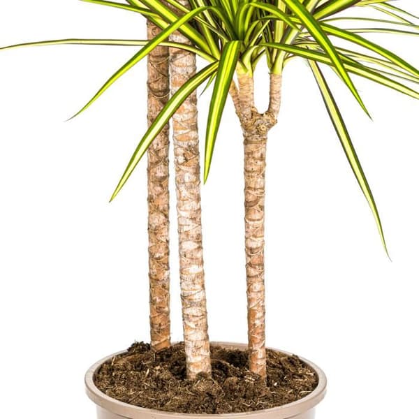 Dracaena marginata "Sunray" - Solstråle - höjd 130-150cm