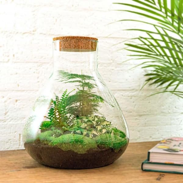 Flaskträdgård "Sam XL" - DIY-växtterrarium - 35 cm hög