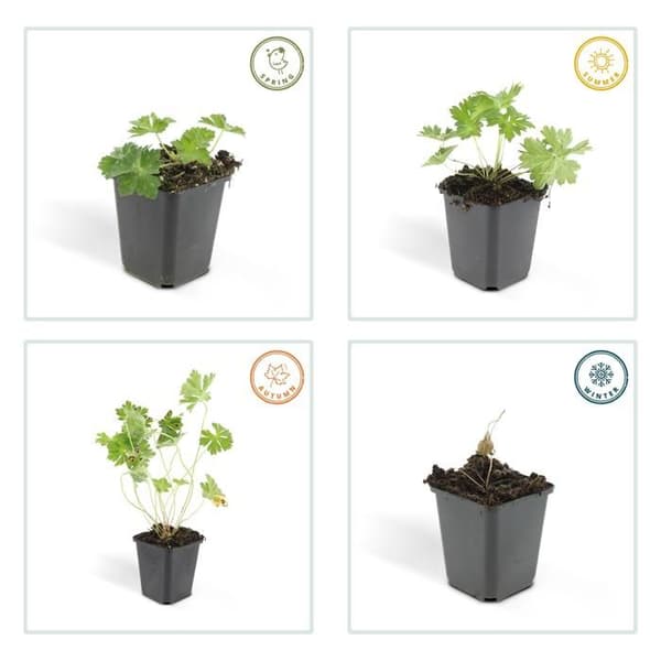 Marktäcke - Storksnäbb - Geranium 'Rozanne' - 9cm kruka - Set med 6 växter