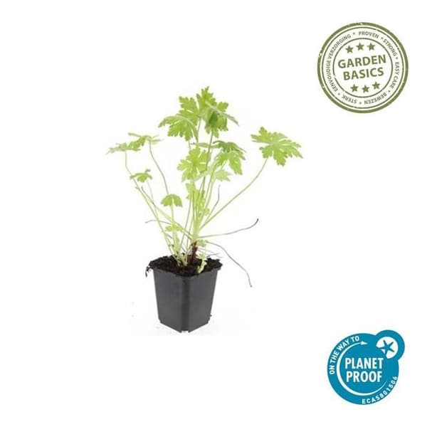 Markskydd - Geranium macrorrhizum - 9 cm kruka - Set med 60 växter