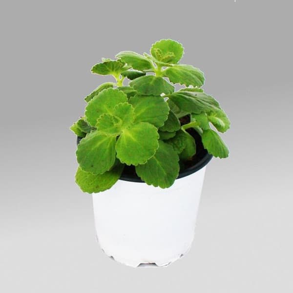Coleus canin - Stick härifrån - Växt - 12 växter