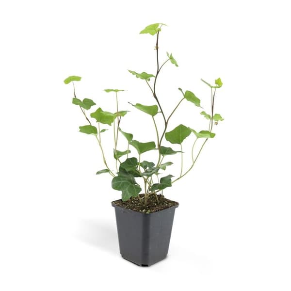 Bodenväxter - Irlandsedera - Hedera hibernica - 9cm kruka - Set med 12 växter