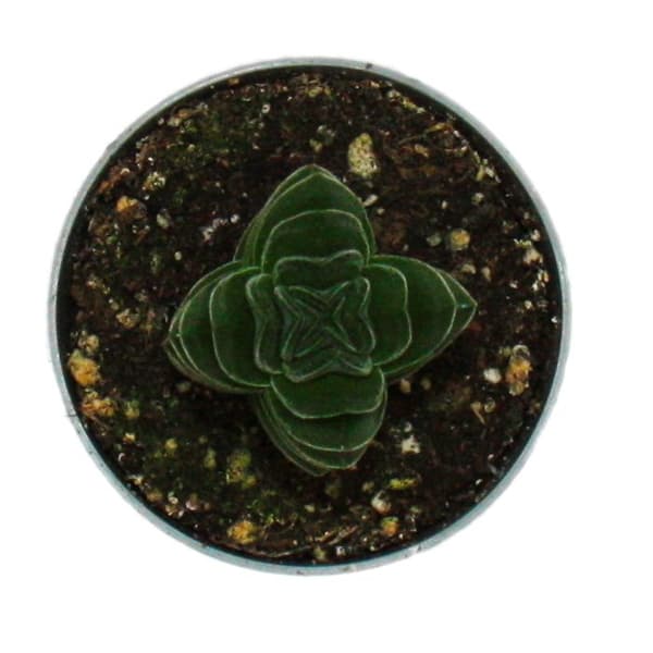Sukkulent - Crassula Buddhas Tempel - mini tjocka blad - kruka 6cm