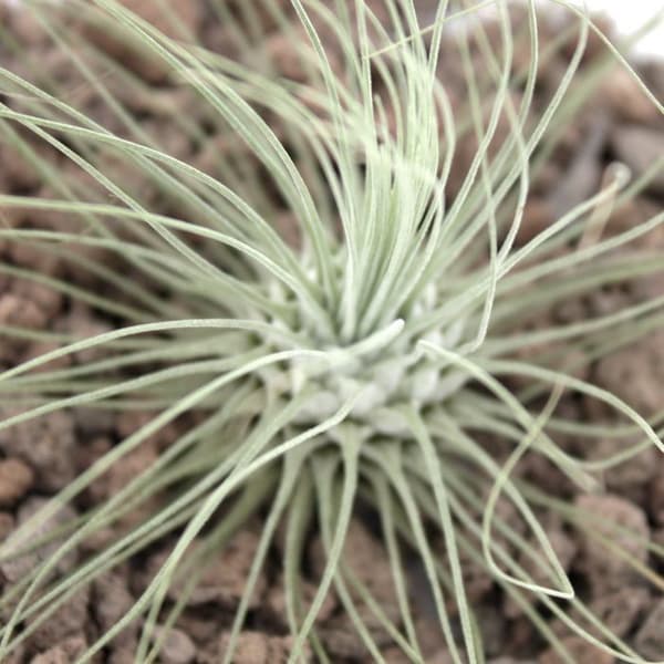 Tillandsia argentea - växt i bulk