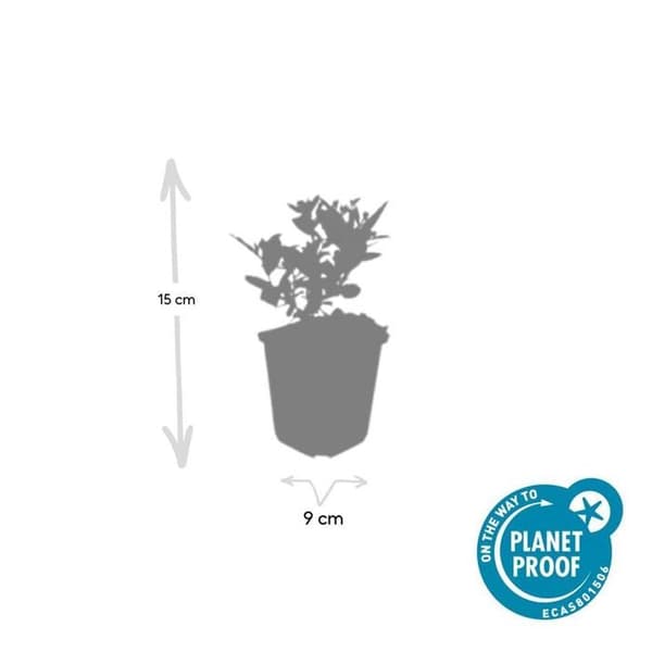 Prydnadsväxt - Vild Aster - Aster ageratioides 'Stardust' - 9cm kruka - Set med 6 växter