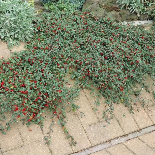 Marktäckare - Cotoneaster dammeri - Dvärgcotoneaster - 9 cm kruka - Set med 12 växter