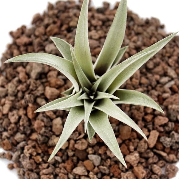 Tillandsia capitata - förlorad växt - liten