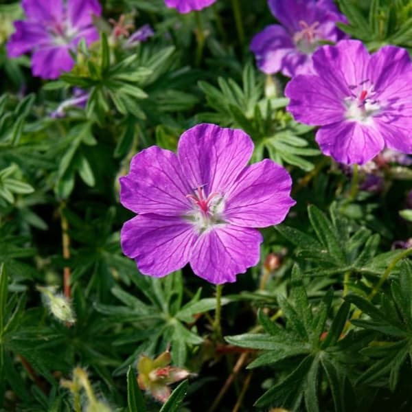 Blodgeranium - Blodgeranium - Kruka 9 cm - 10-25 cm - Set med 6 växter