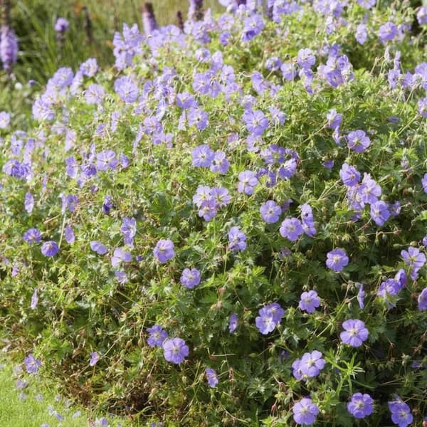 Marktäcke - Storksnäbb - Geranium 'Rozanne' - 9cm kruka - Set med 6 växter