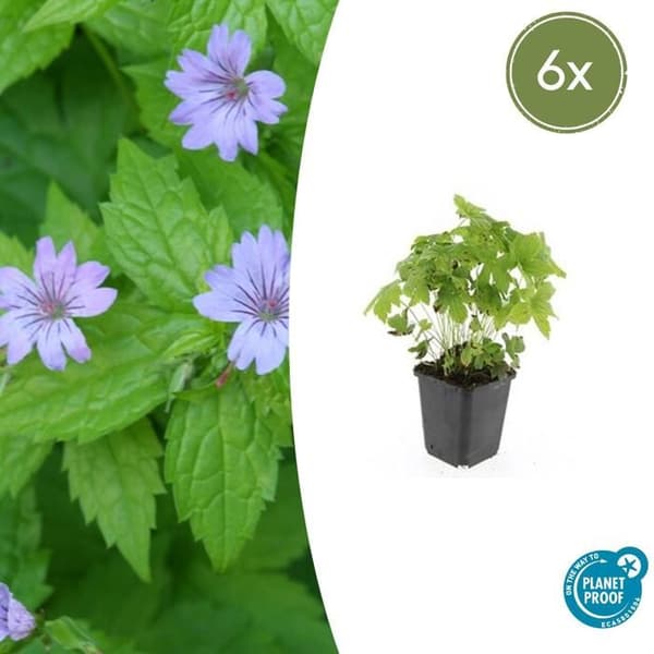 Marktäcka - Geranium nodosum - 9 cm kruka - set med 6 växter
