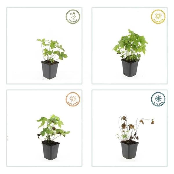 Markväxt - Geranium nodosum - 9 cm kruka - Set med 48 växter