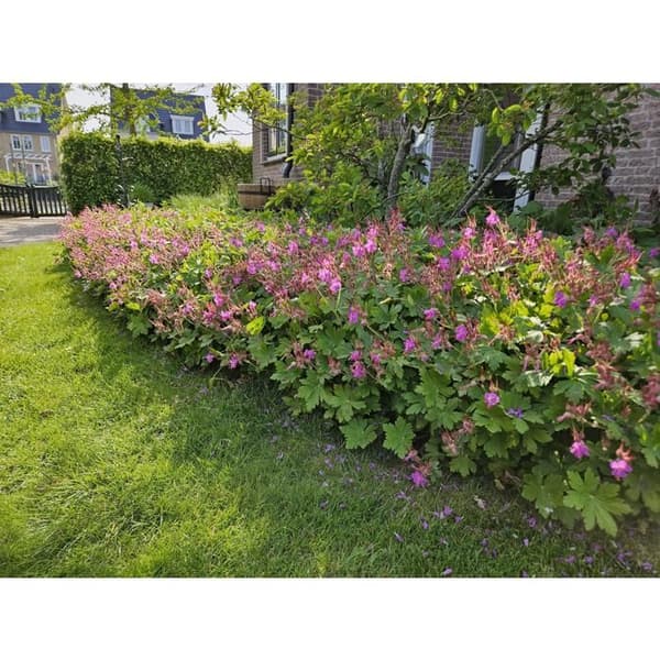 Markskydd - Geranium macrorrhizum - 9 cm kruka - Set med 60 växter