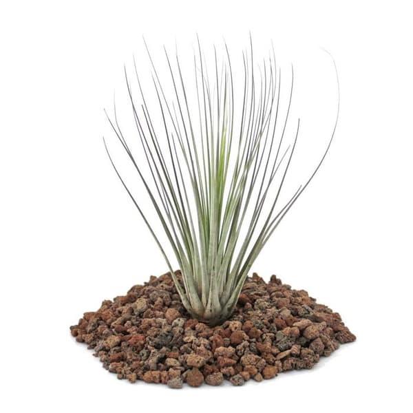 Tillandsia juncea - växt i lösvikt - liten