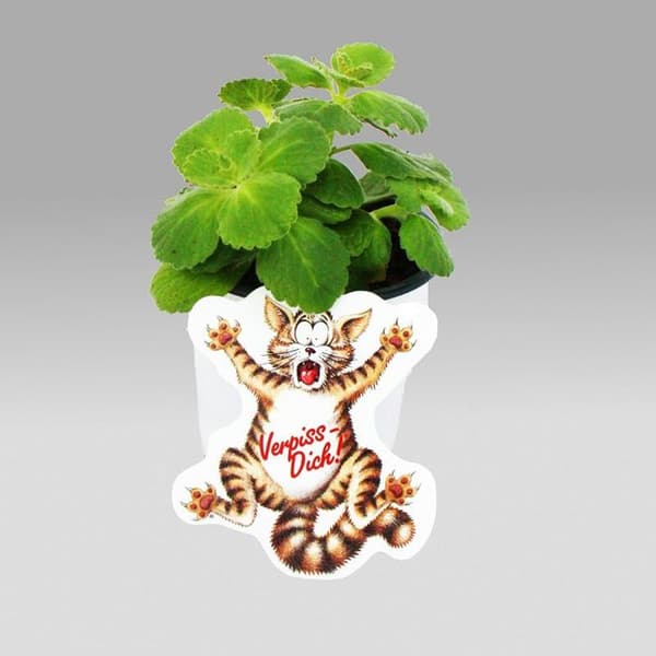Coleus canin - Stick härifrån - Växt - 12 växter
