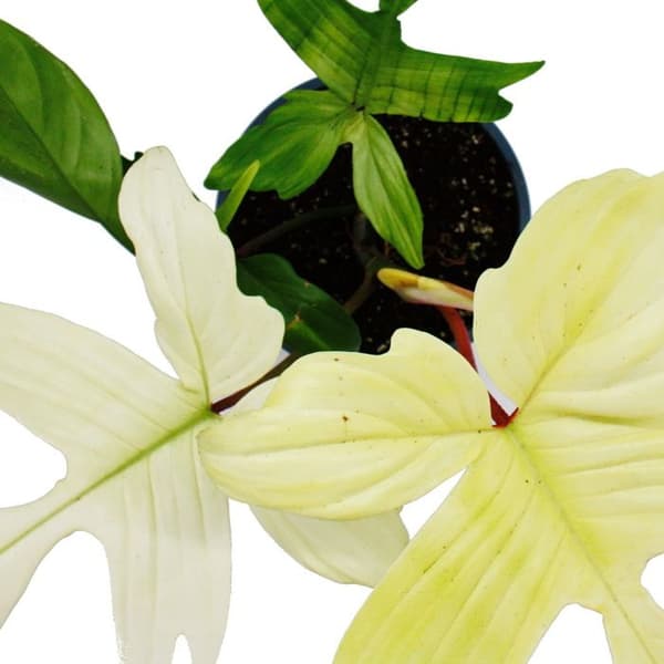 Philodendron Florida Ghost - Spökträdvän - 19cm kruka