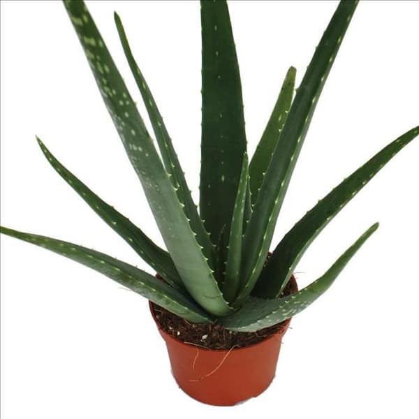 Aloe vera - ca 3 år - kruka 12cm