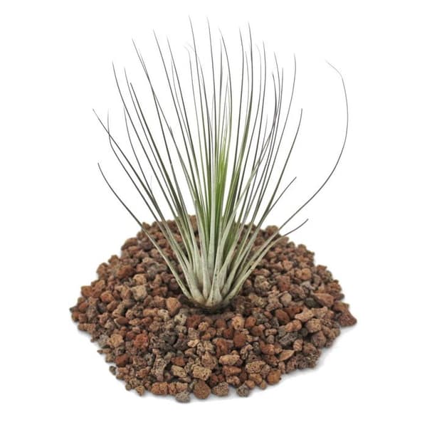 Tillandsia juncea - växt i lösvikt - liten