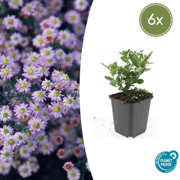 Prydnadsväxt - Vild Aster - Aster ageratioides 'Stardust' - 9cm kruka - Set med 6 växter