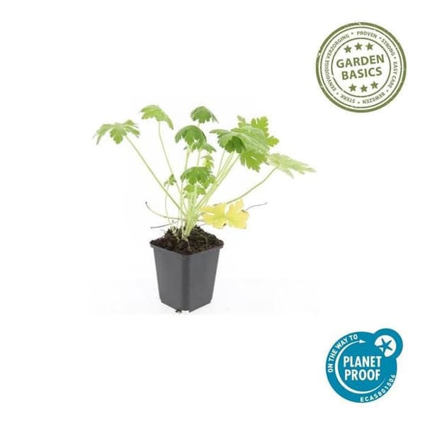 Gräsmatta - Geranium macrorrhizum 'Spessart' - Kruka 9 cm - Set med 12 växter