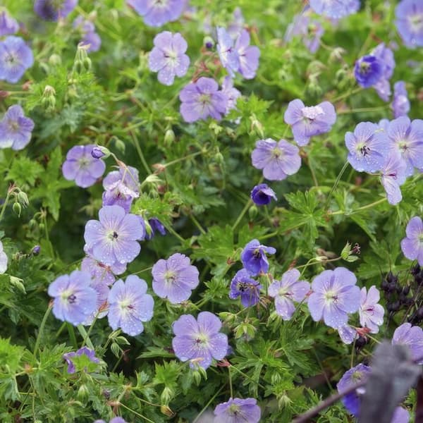 Marktäcke - Storksnäbb - Geranium 'Rozanne' - 9cm kruka - Set med 6 växter