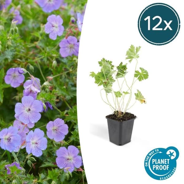 Bodendecker - Storknäbb - Geranium 'Rozanne' - 9cm kruka - Set med 12 växter