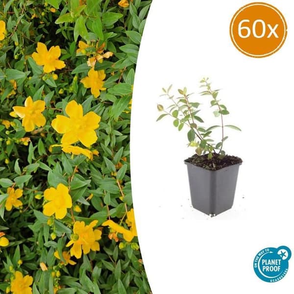 Marktäcke - Johannesört - Hypericum dummeri 'Peter Dummer' - 9 cm kruka - Set med 60 växter
