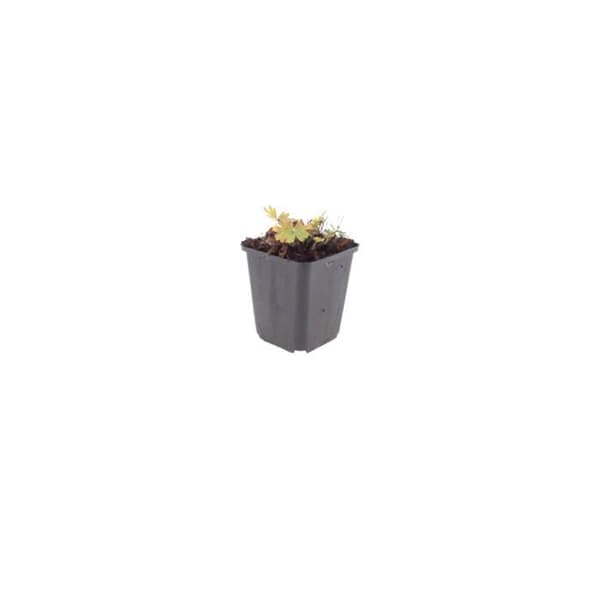 Blodgeranium "Max Frei" - Blodgeranium - 9cm kruka - 10-25cm - Set med 48 växter