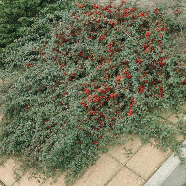 Marktäckare - Cotoneaster dammeri - Dvärgcotoneaster - 9 cm kruka - Set med 12 växter