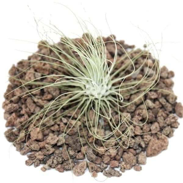 Tillandsia argentea - växt i bulk